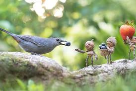 Former Lego designer brings ‘Little Acorn People’ exhibit to Bolingbrook’s Hidden Oaks 