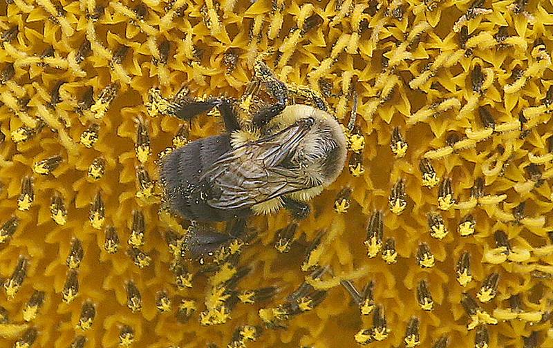 An eastern bumble bee visits a sunflower on Monday, July 21, 2025 at Mattiessen State Park near Oglesby.