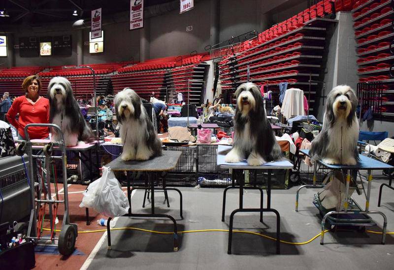 Kennel club dog shows staged at NIU Shaw Local