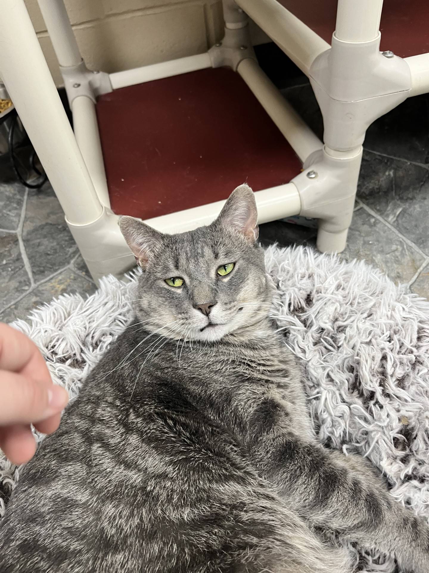 Joey is a sweet and laid-back 5-year-old, FIV-positive tabby. He needs a home where he can curl up in a cozy bed and nap and lie near people for pets. To meet Joey, email the Will County Humane Society at willcountyhumane.com and follow the instructions for the adoption process.