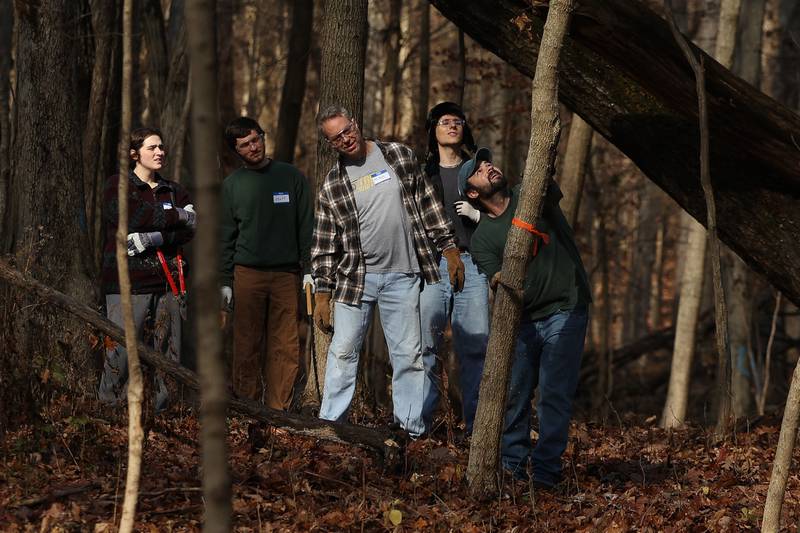 Matt Evans, a volunteer with Friends of Illinois Nature Preserves, works with a group to cut down a large Maple tree at the nature preservation event to restore light to the woodland floor in Pilcher Park on Sunday, Nov. 10, 2024 in Joliet.