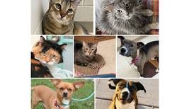 Pets of the Week: April 15