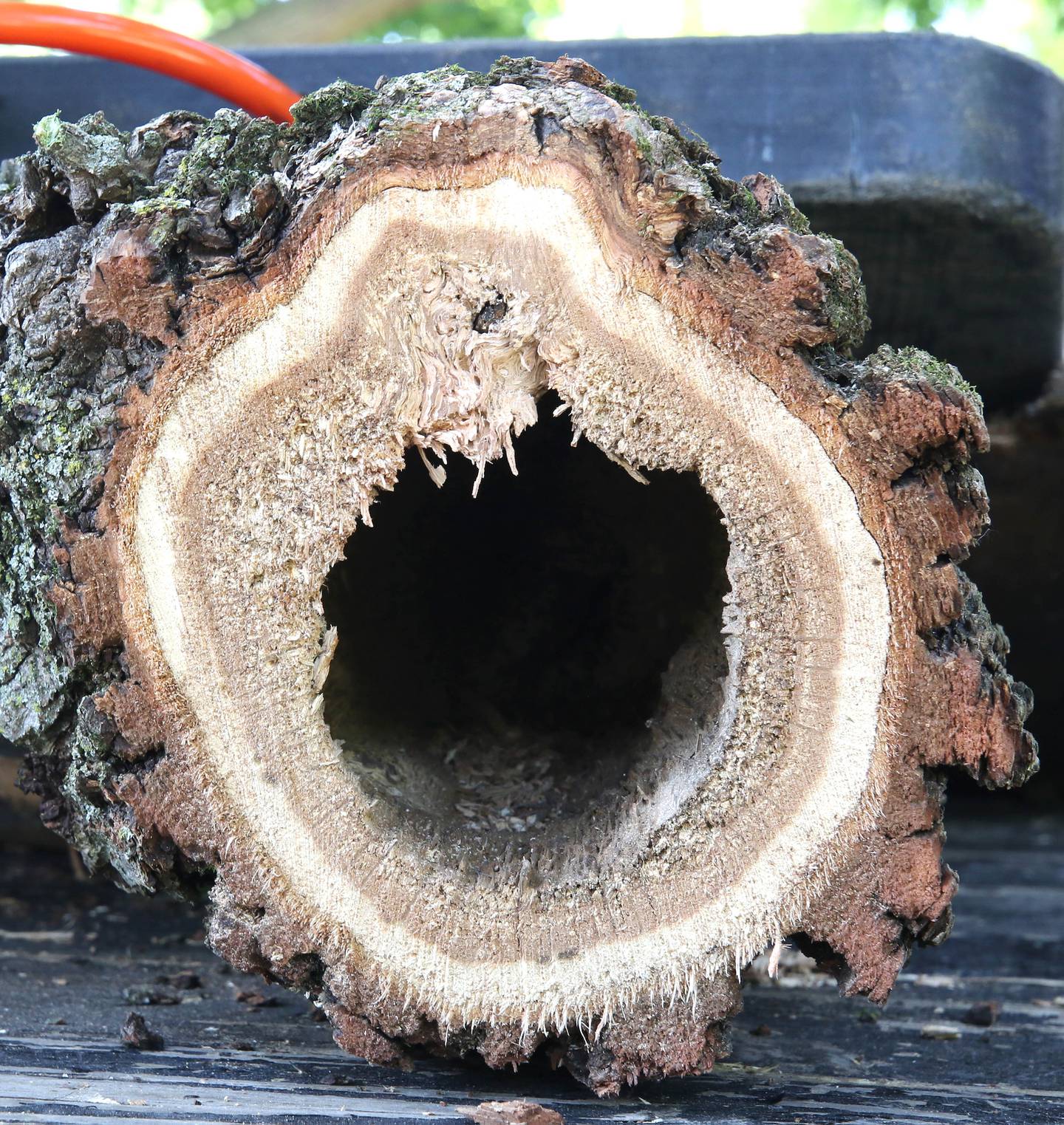 A branch from the historic oak tree at 240 Rolfe Road in DeKalb shows some of the heavy rot Thursday, July 21, 2022 that made it a hazard. The tree, one of the oldest in the city, was beginning to die and lost a branch in a storm last week so at the advice of an arborist the city opted to remove it rather than risk more branches coming down and causing damage or injury.