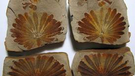 University program explores Mazon Creek fossils from 300 million years ago