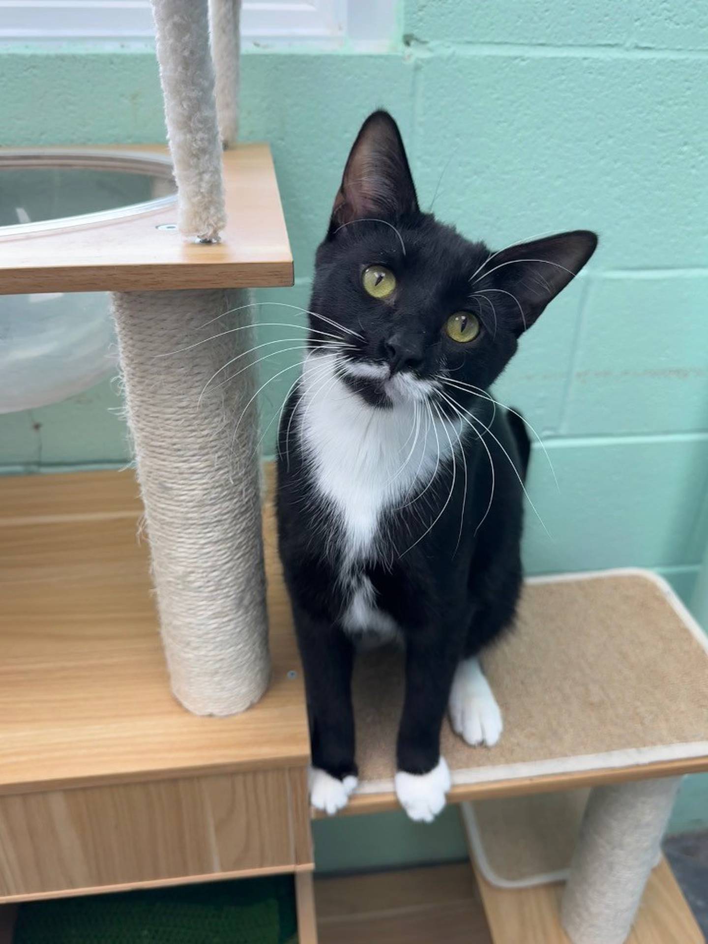 Venus, a 1-year-old tuxedo cat, came to the humane society after a kind citizen rescued Venus’ mother Sky, who soon gave birth. Venus has lived at the shelter for more than a year with her brother Jupiter. Venus enjoys attention, purring, rubbing up against staff and volunteers, cuddling with her cat friends and playing with toys. Venus also tries jumping into cat carriers and into visitors’ arms. Venus needs a home without children. To meet Venus, visit the Will County Humane Society at willcountyhumane.com and follow the instructions for the adoption process.