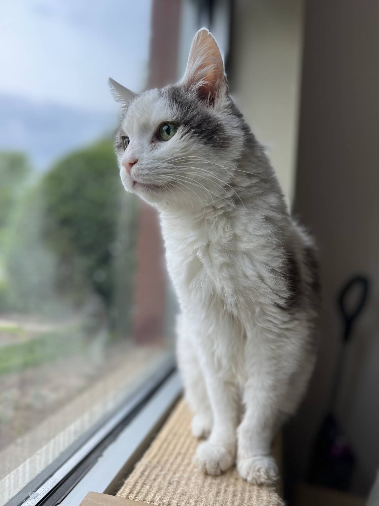 Jojo is a 13-year-old medium-hair. He has a friendly and sweet personalit. He is a calm, gentle and talkative. He will loves chin and neck scratches. He would love a home with a comfortable couch and a window to see the world. To meet Jojo, email Catadoptions@nawsus.org. Visit nawsus.org.