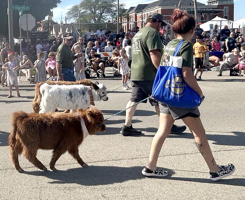 Wildhaven Carrle Co. of Forreston, brought some of their mini Highland cows to the Harvest Time Parade held during the Autumn on Parade festival in Oregon on Sunday, Oct. 5, 2025.