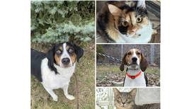 Pets of the Week: Oct. 7, 2024