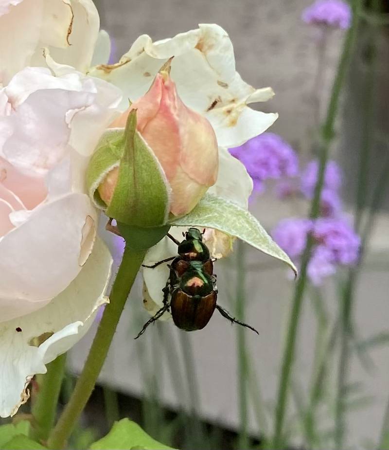 Japanese beetles for How does your garden grow column in DeKalb.