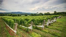 Uncorked: Discover world-class wines in unlikely places