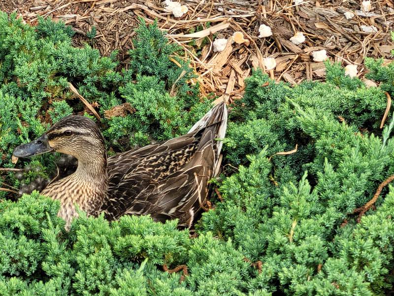 This mallard hen is sitting on a clutch of seven eggs in a nest she and her mate built in an odd and noisy location – inches away from the drive-thru lane at Arthur's Garden Deli in Dixon.
