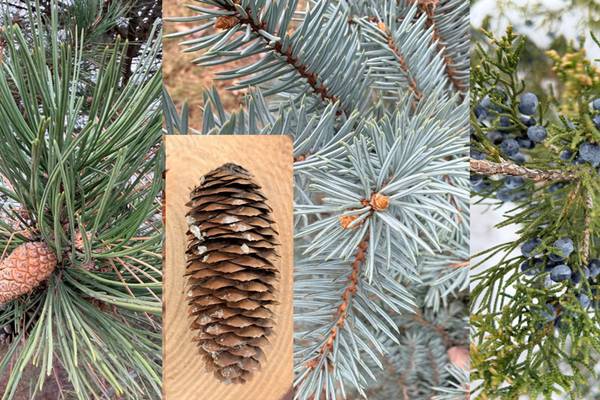Down the Garden Path: Unwrap the wonders of pinecones