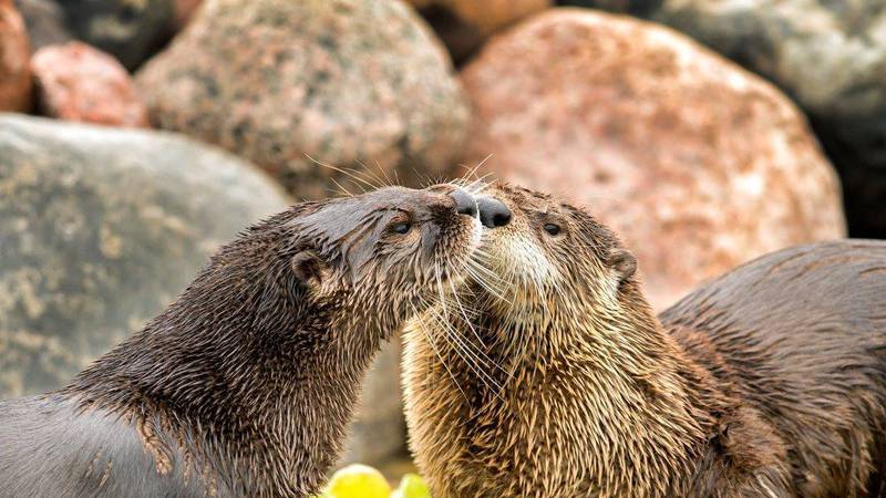 Summerfield Zoo in Belvidere now open for 2026 season