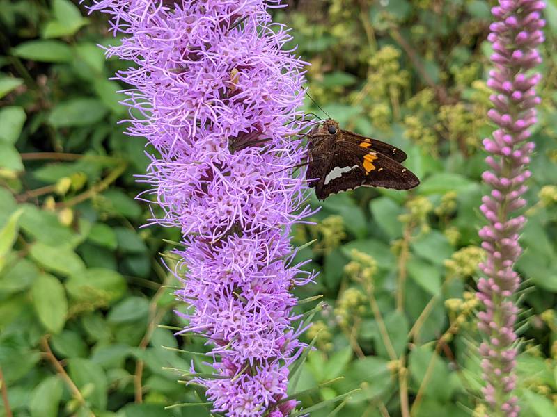 A-ha! Native plants attract native pollinators and a host of other wildlife. Here a silver-spotted skipper sips nectar from blazing star, a prairie plant that thrives in full sun.