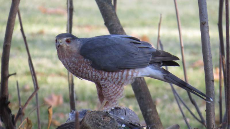 Mature Cooper’s hawks are blue-gray above with orangish bars across the breast and a prominent "Cooper’s cap" of darker feathers on top of the head. Immature birds are brown, and the upper breast is marked with crisp brown streaks. Both mature and immature Cooper’s favor birds as prey.