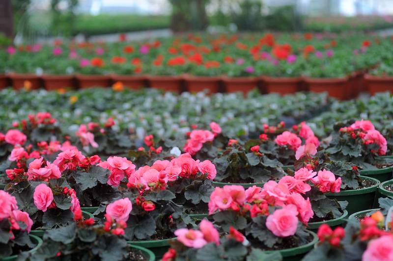 Impatiens and geraniums grow in a greenhouse Wednesday, March 23, 2022, at Tom's Farm Market, a family-owned business in Huntley. The market, which just opened for the season, also features a gift shop, full-service bakery, coffee bar and lunch cafe.