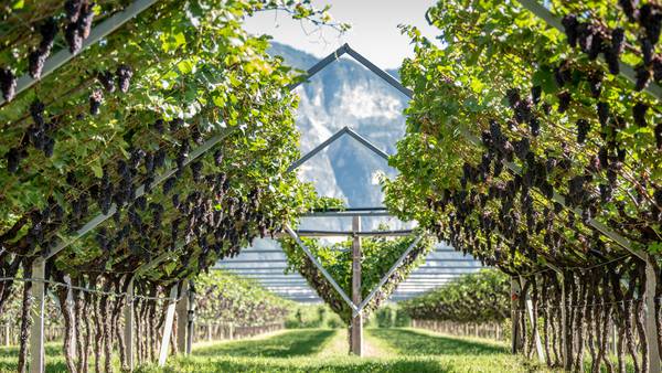 Uncorked: Italian mountains perfect for cultivating Pinot Grigio 
