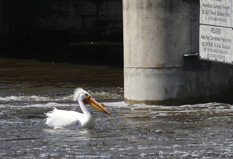 A pelican swims in the water rushing over the McHenry Dam on Sunday, April 19, 2026, as the Fox River continues to rise.