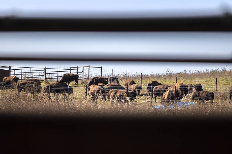 Workers have been guiding the herd to a holding pen before they are moved through a chute where they get their shots.