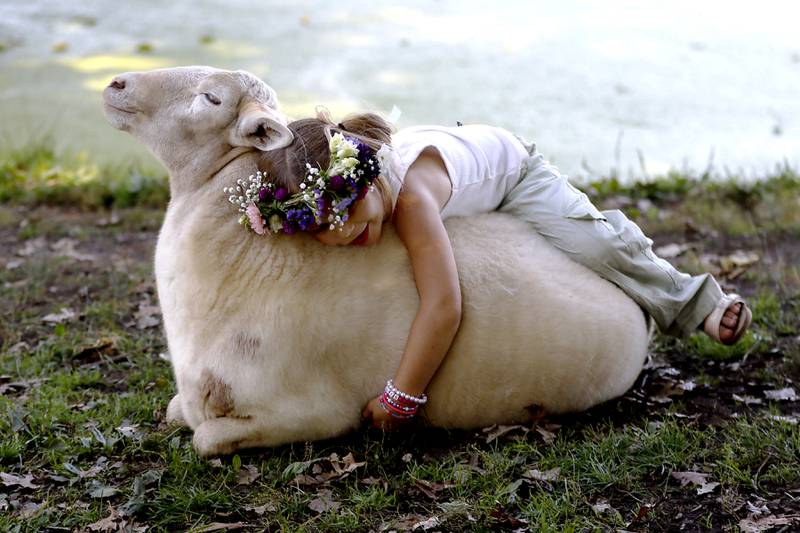 Halo Gregory. 5, rests not eh back of a sheep during a stop on the McHenry County Farm Stroll on Sunday, Sept. 28, 2025  at Hephzibah Farms in Hebron. The farm stroll, a self-guided tour of McHenry County’s family farms, featured farm tours, demonstrations and products for sale at eleven farms.