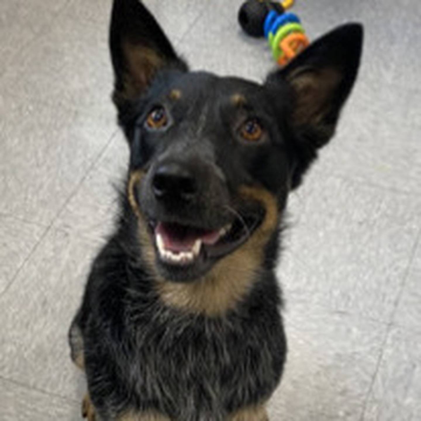 Coco is a 1-year-old Australian cattle dog/blue heeler. She is shy when you first meet her, but she warms up with a little patience and reassurance. Coco is always ready for adventure. She needs perfect a home where she is the only four-legged friend and gets a lot of exercise, both mentally and physically. She knows how to “sit” and “give paw.” To meet Clare Coco, contact Hopeful Tails Animal Rescue at hopefultailsadoptions@outlook.com. Visit hopefultailsanimalrescue.org.