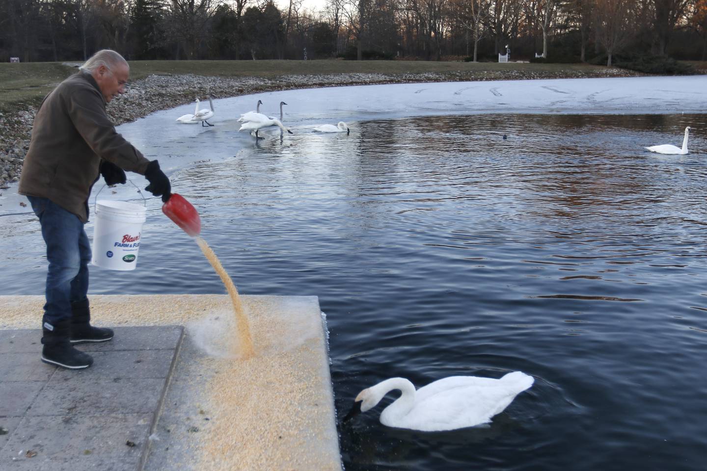 Henri Giugni feeds some of the nearly 100 trumpeter swans on Monday, Dec. 2, 2024, that return to the lake at Somerset Manor in Harvard. In 1985, Giugni and his wife, June, brought in four pairs of native trumpeter swans, and now up to 100 trumpeter swans return every winter to their Harvard property.