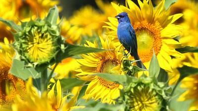 Photos: Sunflowers bloom at Shabbona Lake State Recreation Area