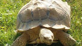 Good Natured in St. Charles: Open gate tempts tortoise into slow chase