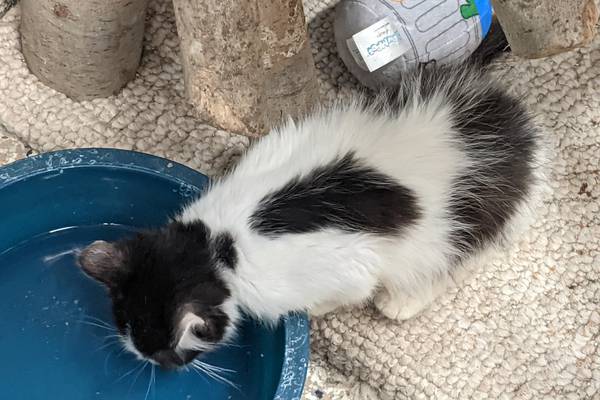 Kendall County Animal Control takes in 77 cats from hoarding case