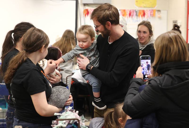Harrison Baumann. 1, has his picture taken by his mom Rachel as he pets a rabbit while being held by his dad David Wednesday, Feb. 19, 2025, during the DeKalb High School Future Farmers of America Barnyard Zoo Family Night at the school.