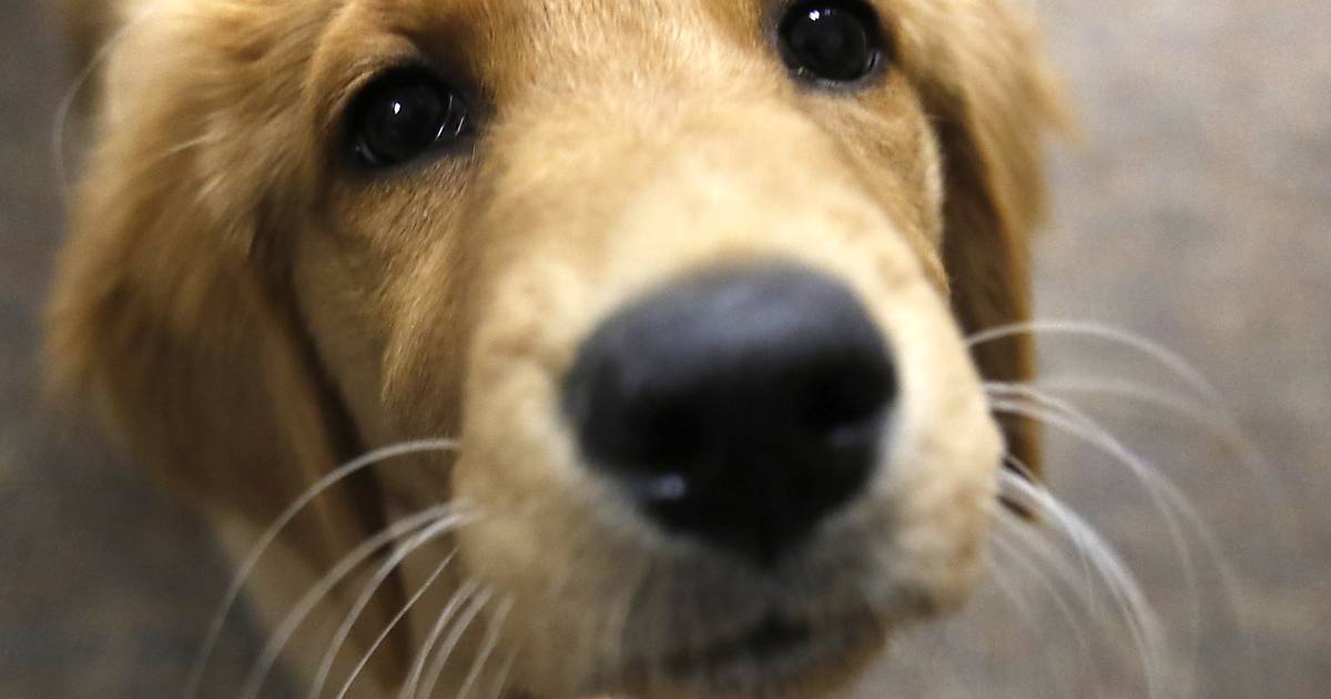 McHenry County buys support dog named Honey for courthouse – Shaw Local