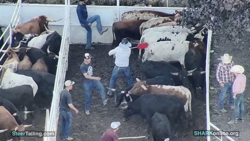 SHARK footage of the Sept. 28, 2025, rodeo event held at 18316 Kishwaukee Valley Road in Woodstock appears to show participants kicking and hitting steers in a closed pen.
