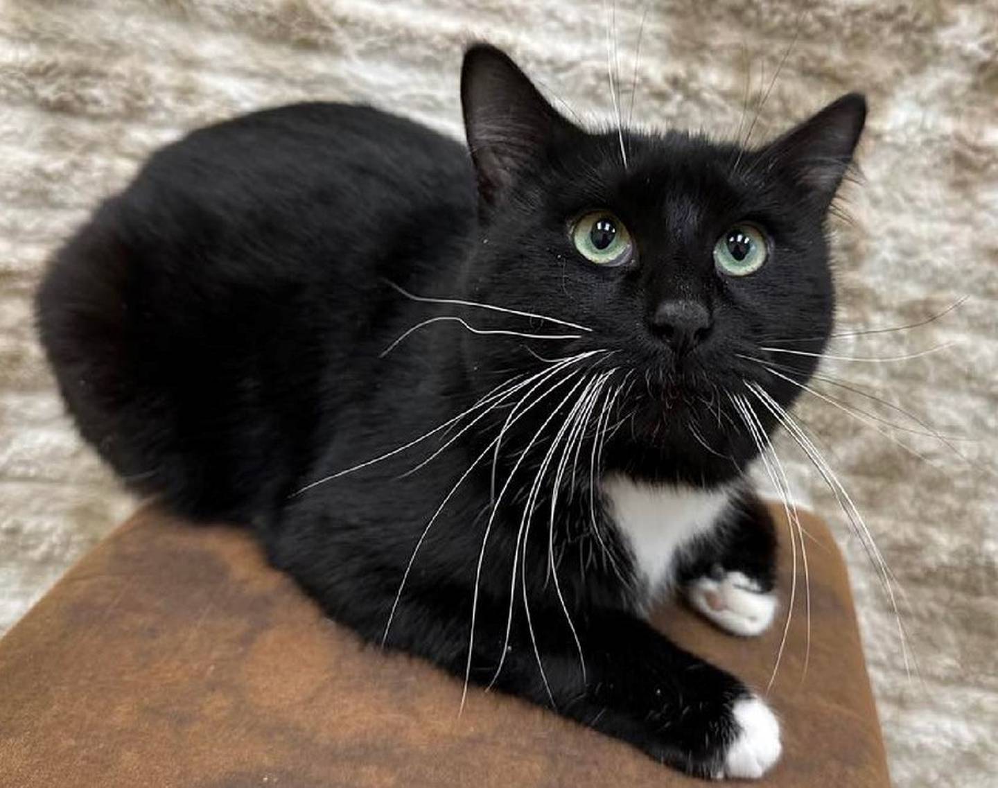 Fazle, deux ans, est calme mais gentille.  Il est une ventouse pour la nourriture humide et son oreiller d'herbe à chat.  Il avait l'habitude de glisser un jouet dans sa caisse tous les soirs et l'oreiller d'herbe à chat parce que son préféré.  Fazle a besoin d'une maison avec des propriétaires aimants et patients.  Il aime les autres chats et se sent définitivement plus à l'aise avec eux.  Il s'entend aussi bien avec les petits chiens.  Pour rencontrer Fazle, appelez Joliet Township Animal Control au 815-725-0333.