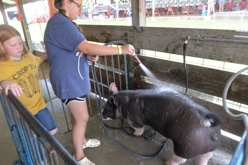 Addy Miller, 13, of Byron, washes Jazzy her 275-pound Berkshire gilt, as her as her cousin, Caylen Kirchner, 10, of Leaf River, helps at the Ogle County 4-H Fair on Friday, Aug. 4, 2023.