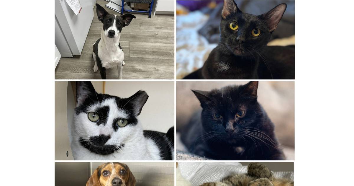 Will County Pets of the Week: Jan. 12, 2026