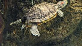 Good Natured in St. Charles: Turtle adaptations prove breath-defying