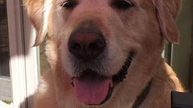 Kendall County Animal Control launches online portal for rabies tags