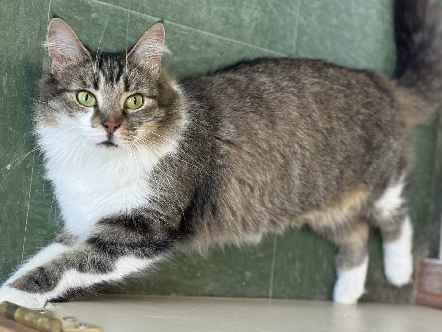 Suki is 1-year-old tabby that was on the euthanasia list when she was rescued from a shelter in Kentucky. Suki is gentle, friendly, well-mannered, affectionate and confident. She will make a wonderful companion. To meet Suki, email Catadoptions@nawsus.org. Visit nawsus.org.