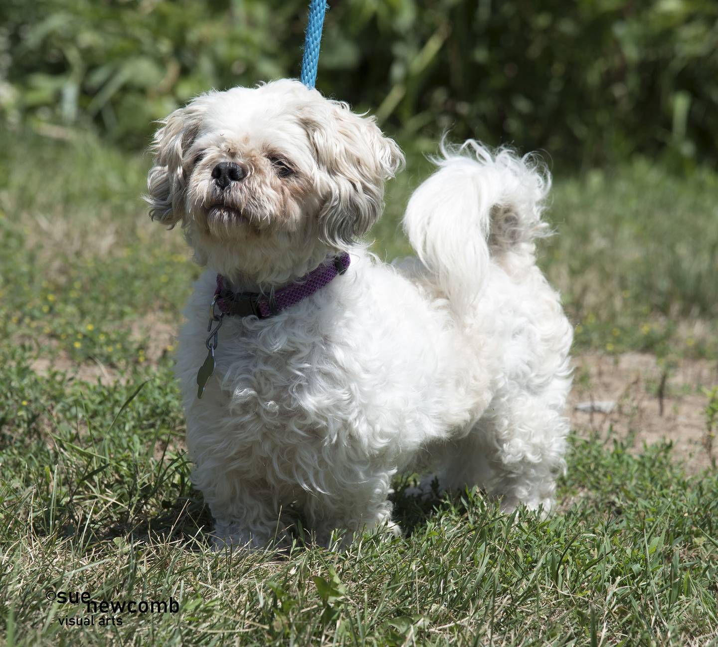 Watson is a sweet 8-year-old Lhasa apso/cocker spaniel mix dog. He has an upcoming dental appointment because of some bad teeth, but he is otherwise ready for his new forever home. Contact the Will County Humane Society at willcountyhumane.com and follow the instructions for the adoption process.