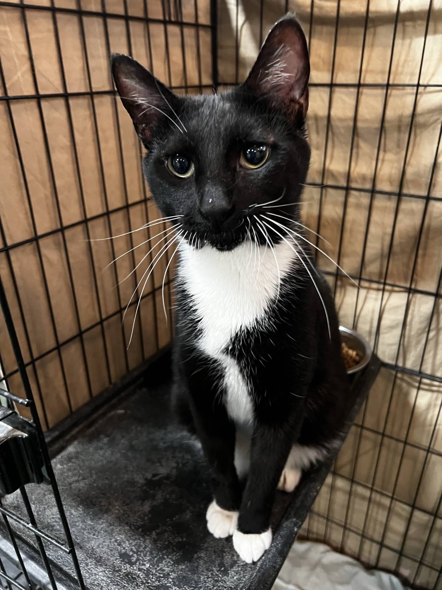 Hero is a 3-year-old tuxedo that was rescued from an animal control in southern Illinois. He is sociable, interactive, friendly and affectionate. He loves pets and attention. He has a sweet personality and lots of love to share with his forever family. To meet Hero, email Catadoptions@nawsus.org to meet him or with any questions. Visit nawsus.org.