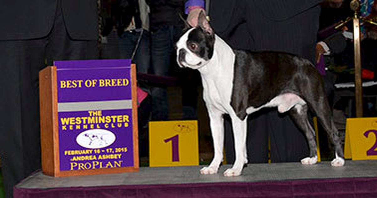 Boston terrier westminster 2019 discount