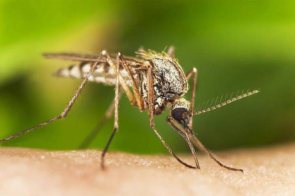 Mosquito abatement to take place in Wheaton on Wednesday