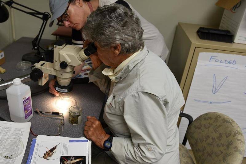 Volunteers Cathy Dobbs and Gail Pyndus (at microscope) look closely to identify a stonefly, which is an invertebrate that is an indicator of clean water. Dobbs and Pyndus are a two-person team that gets together twice every month from spring and into the fall. Both juggle their involvement with family and other responsibilities – Dobbs works full-time as a professor at Joliet Junior College and Pyndus is very involved in Plants of Concern monitoring, archaeological explorations and much more on the Midewin. There are other teams of volunteers that monitor stream water quality on the Midewin just like Dobbs and Pyndus. They pull invertebrates for sampling from nine sites on four streams: (1) four sites at Prairie Creek; (2) two sites at Jackson Creek; (3) two sites at Grant Creek; and (4) one site at Jordan Creek.
Some of the best samples come from rockier areas at the sites, where there tends to be more of a "riffle" action that provides more oxygen.