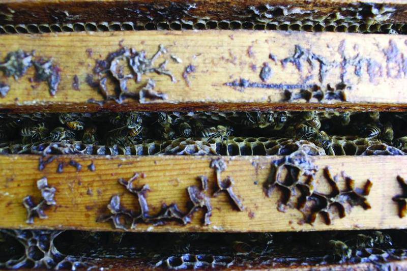 Honey bees work inside a hive near Iola, Wisconsin. The hives belong to beekeepers James Cook and Samantha Jones.