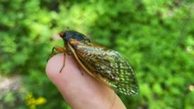 It’s begun: Cicada sightings reported in Will County