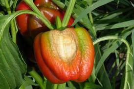 Down the Garden Path: The effects of extreme hot temperatures in the vegetable garden