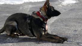 Photos: Jäger trains to be a search-and-rescue dog in Wonder Lake