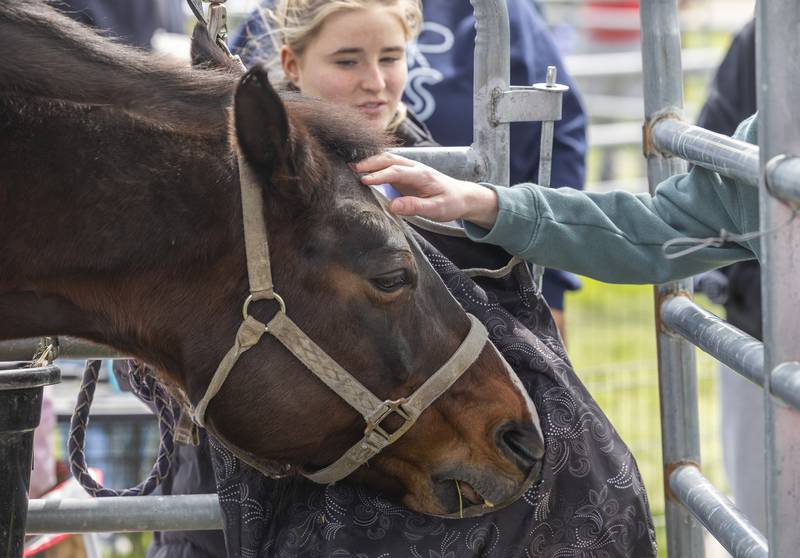 Vada, a 20-year-old horse owned by Tynlee Williams of Sterling, gets head scratches Thursday, May 7, 2026, during Sterling High School’s Farmapalooza. The FFA-sponsored event brings in students and members of the public to introduce Sterling’s grade school students to agriculture life.