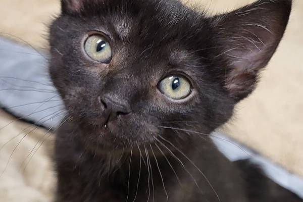 Playful kitten hopes to have kitty company in forever home
