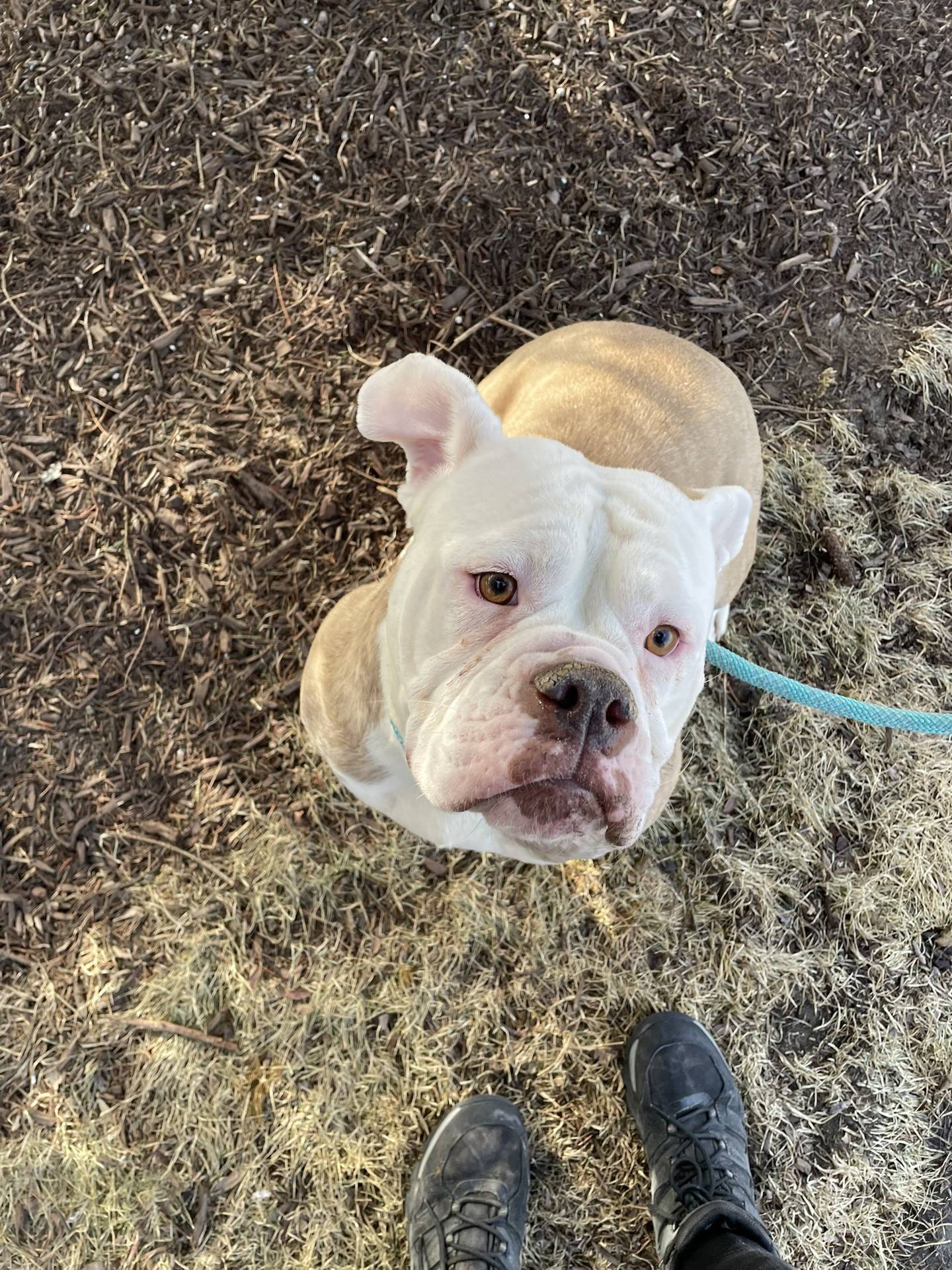 Roxie is a young, sweet, 70-pound American bulldog. She can be a bit shy and reserved at first, but she warms up quickly and shows her personality. Once Roxie is comfortable, she will flop over for belly rubs. Roxie loves other dogs and would do well in a home with children. She loves to play and enjoys her toys. To meet Roxie, email Dogadoption@nawsus.org. Visit nawsus.org.